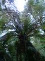 Ferns in rainforest