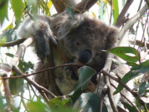 Koala!