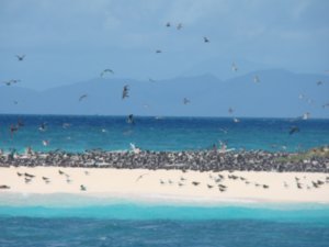 Bird sanctuary on the reef