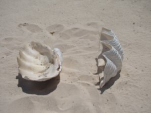 Large clam shell
