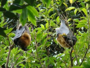 Weird bats in botanical gardens