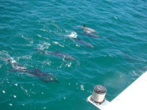 Dolphins in bay of islands