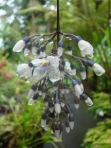 beautiful chandalier type flowers