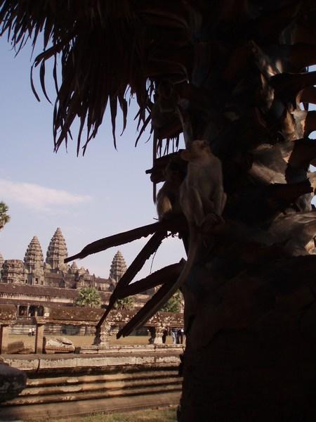 Monkey at Angkor
