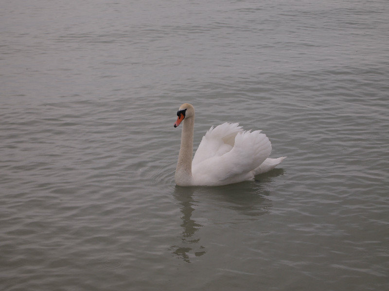 Swan on Balaton