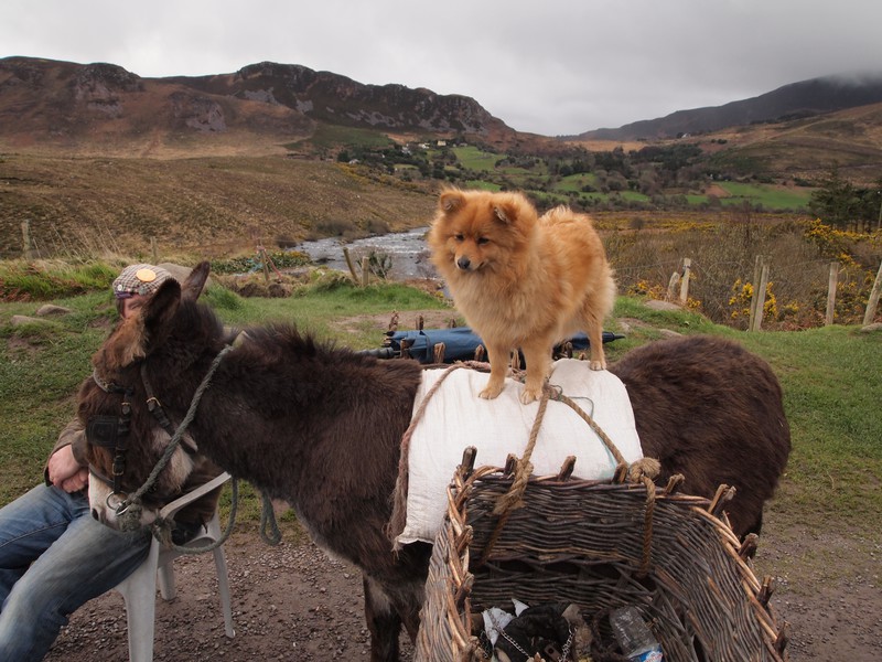 A dog standing on a donkey on the side of the road
