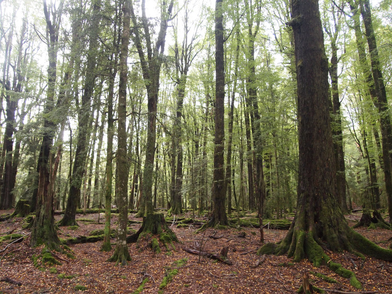 Fangorn Forest