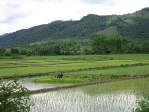 Riisipelto Luang Nam Thassa