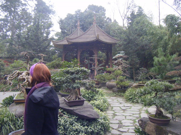 Bonsai Park