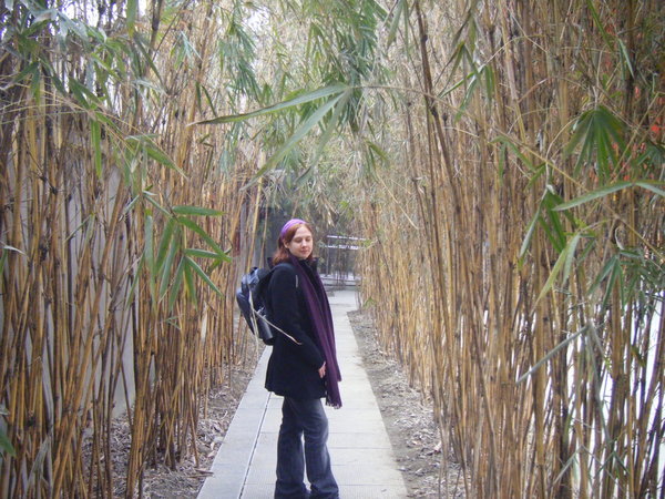 Bamboo walkway
