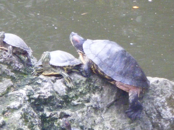 Turtles at Wenshu
