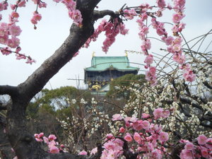 Osaka Castle and Plum Blossoms