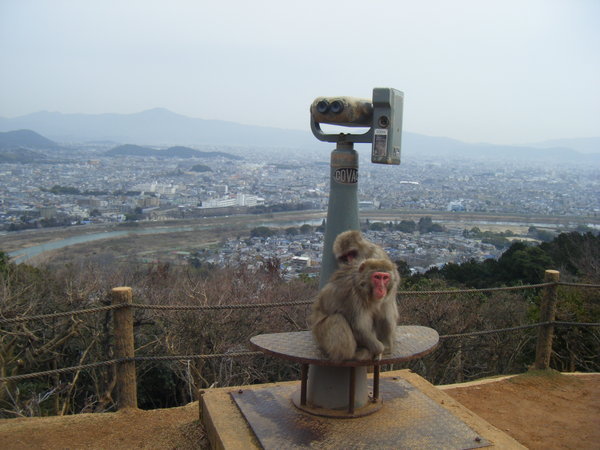 Monkeys hogging the binoculars