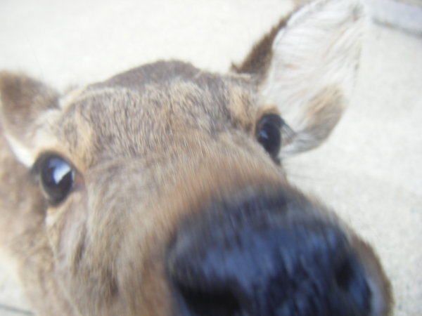 Nosy deer