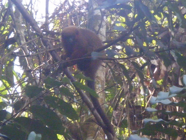 The monkey that tried to pee on us