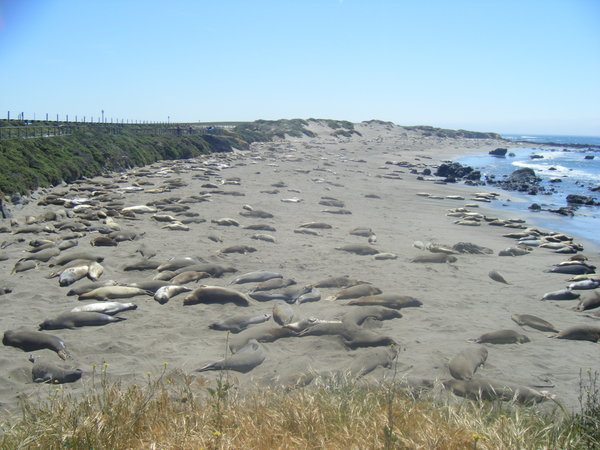 Seal beach