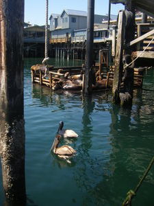 Pelicans and seals at Monterey