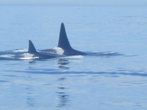 A family of killer whales