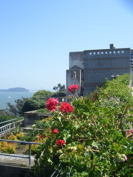Nature reclaims Alcatraz