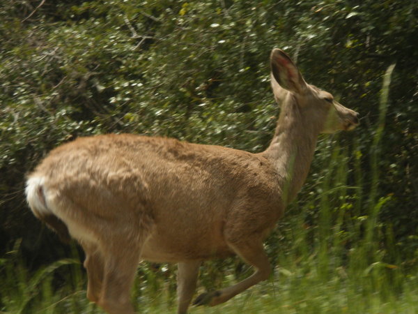 A deer in Sequoia