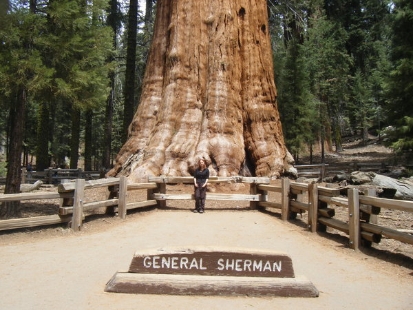 The World's Largest Tree