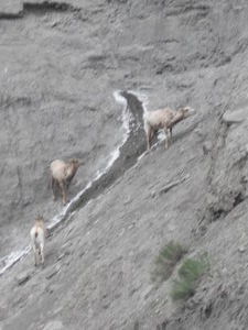 Mountain Goats?
