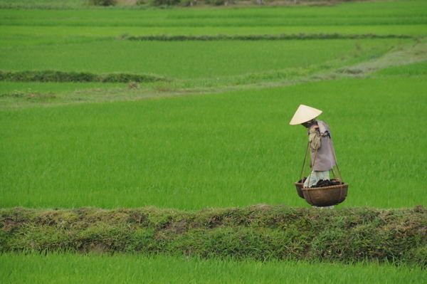 Rice Field