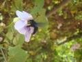 Big Bumble Bee