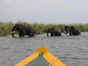 Parade of elephants, Liwonde National Park