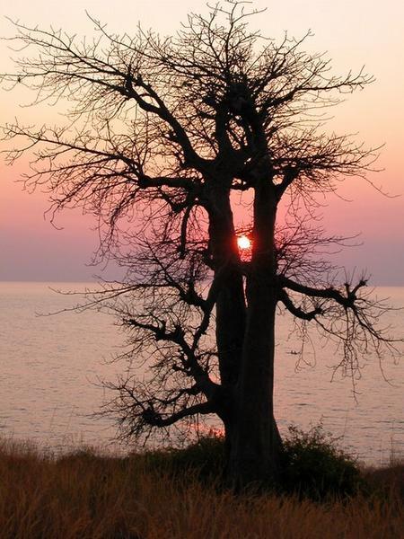 Baobabified Sunset