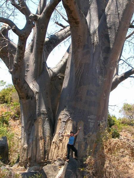 I Can be a Baobab Too!