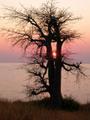 Baobabified Sunset