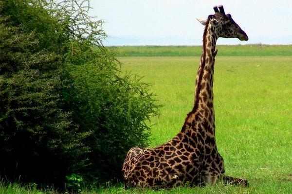 Contemplative Giraffe