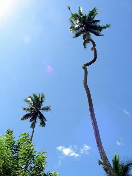 Crazy Zanzibar palm 