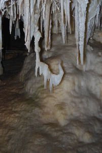 Staligtites and a haligtite in Kelly Caves