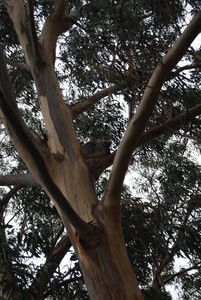 Can you see the koala asleep in the tree?