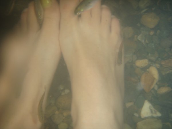 Fish nibbling our feet!