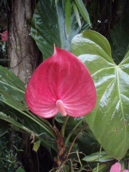 More tropical flowers