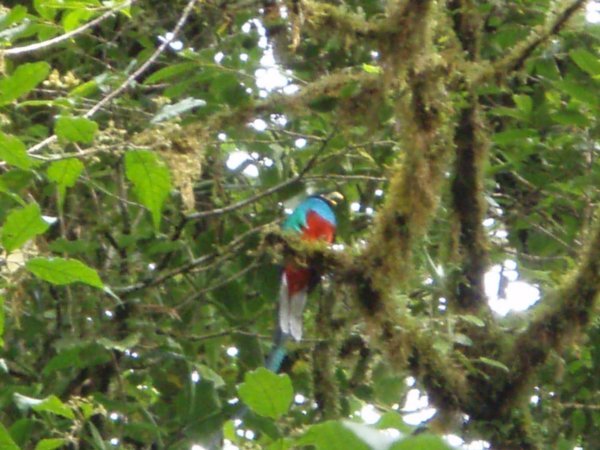 Quetzal - Great bird, rubbish photo