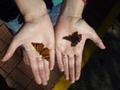 Elizabeth rescued two butterflys from the coach, thereby offsetting our nature "bad" of 6 international flights so far! Result!