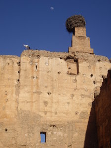 Stork and the moon