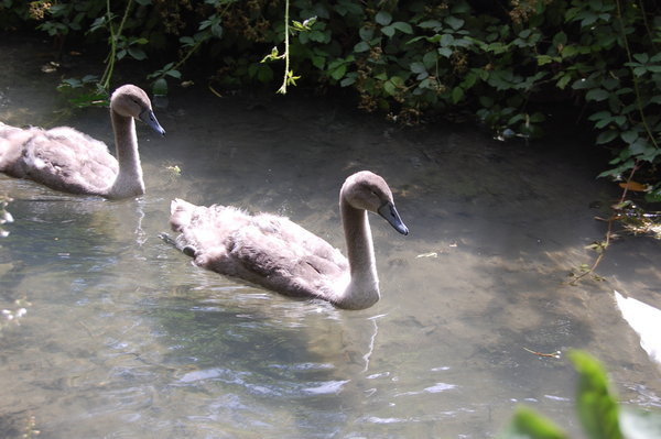 Swans in Arundel
