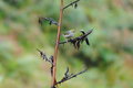 Bird in the Rain