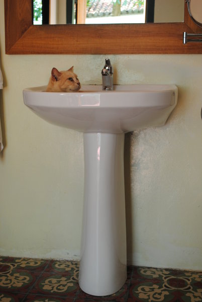 Cat in a basin