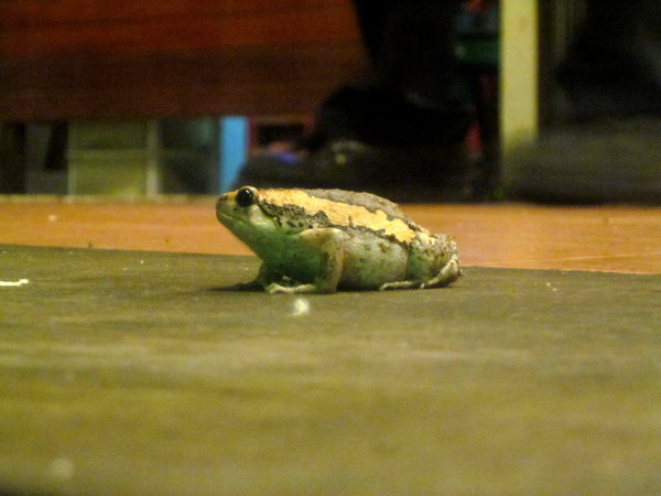 A little froggy friend...