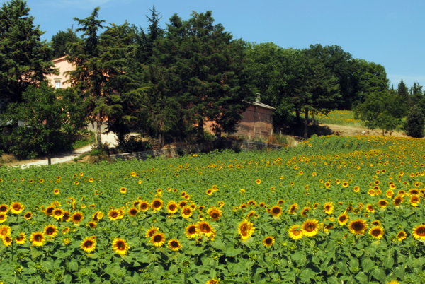 Sunflowers in Umbria