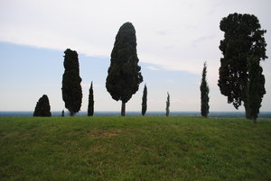Friuli trees