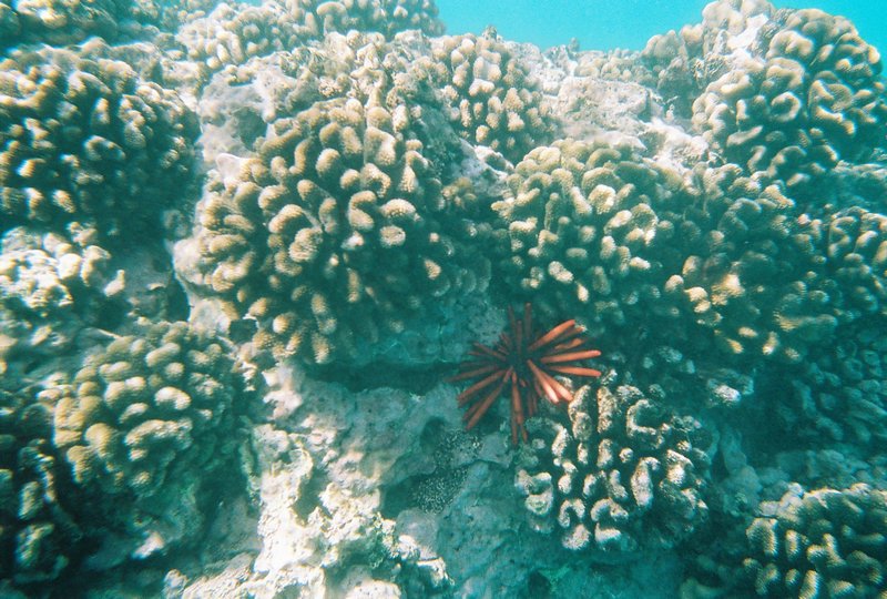 Beautiful coral in Makena