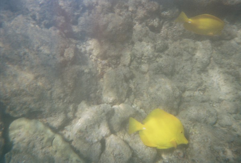 Snorkeling in Makena