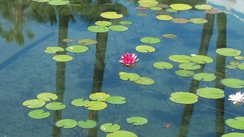 The Lily Pond at the San Diego Zoo